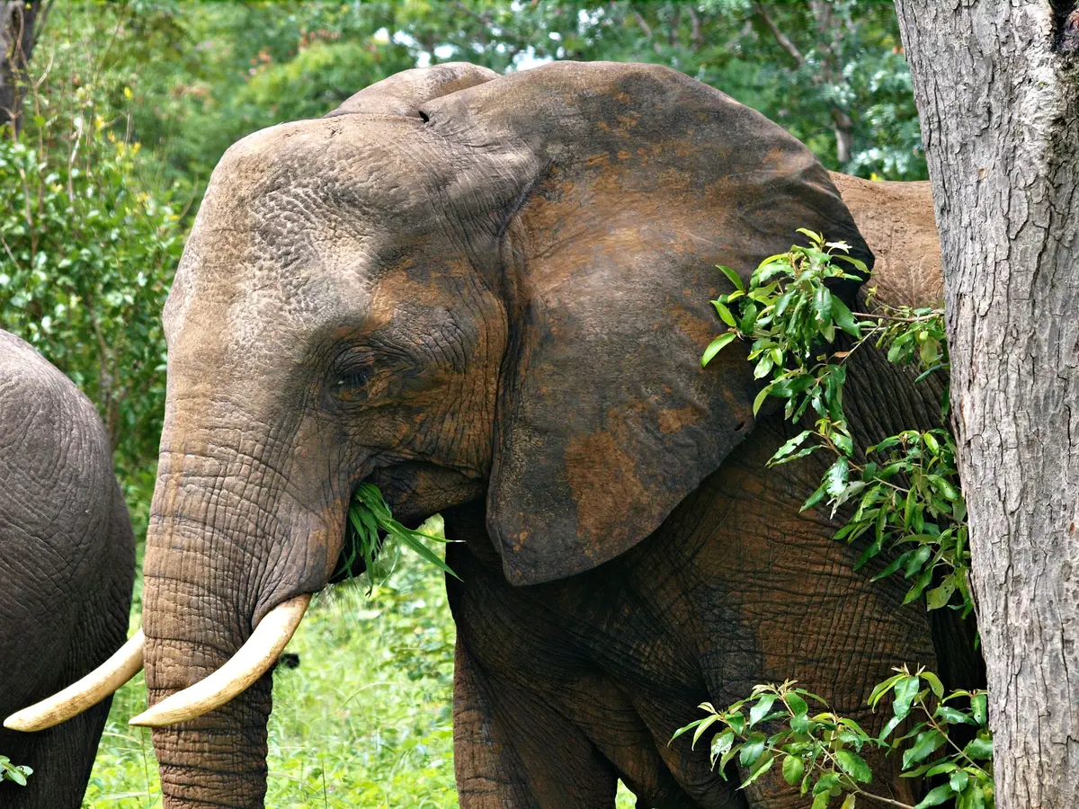 Botswana ka mankanw