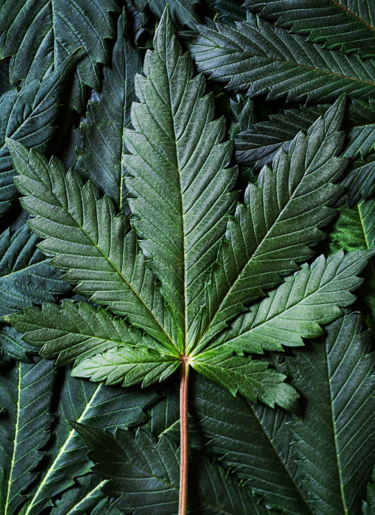 CBD